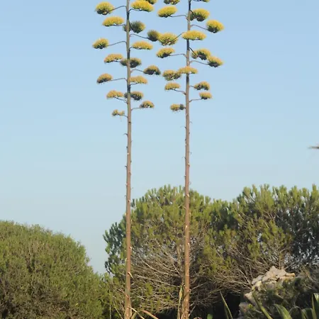 Palme House - Appartamento Carloforte (Isola di San Pietro)